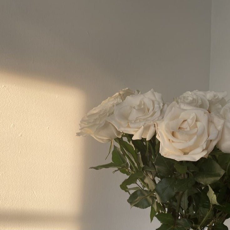 Rose - The Garden
