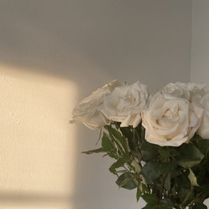 Rose - The Garden